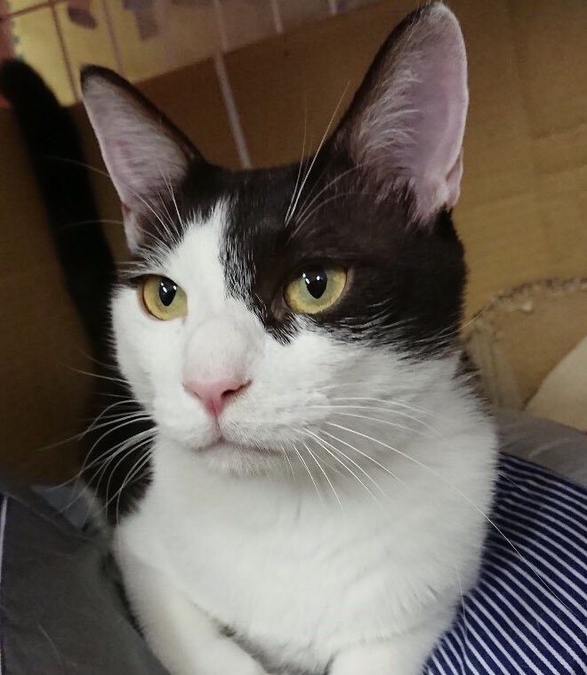 🐾今日の里親様募集中ニャンコ🐱メンバーです🐾天神橋店のTwitterのアドレスが変わりました！2019,8,11